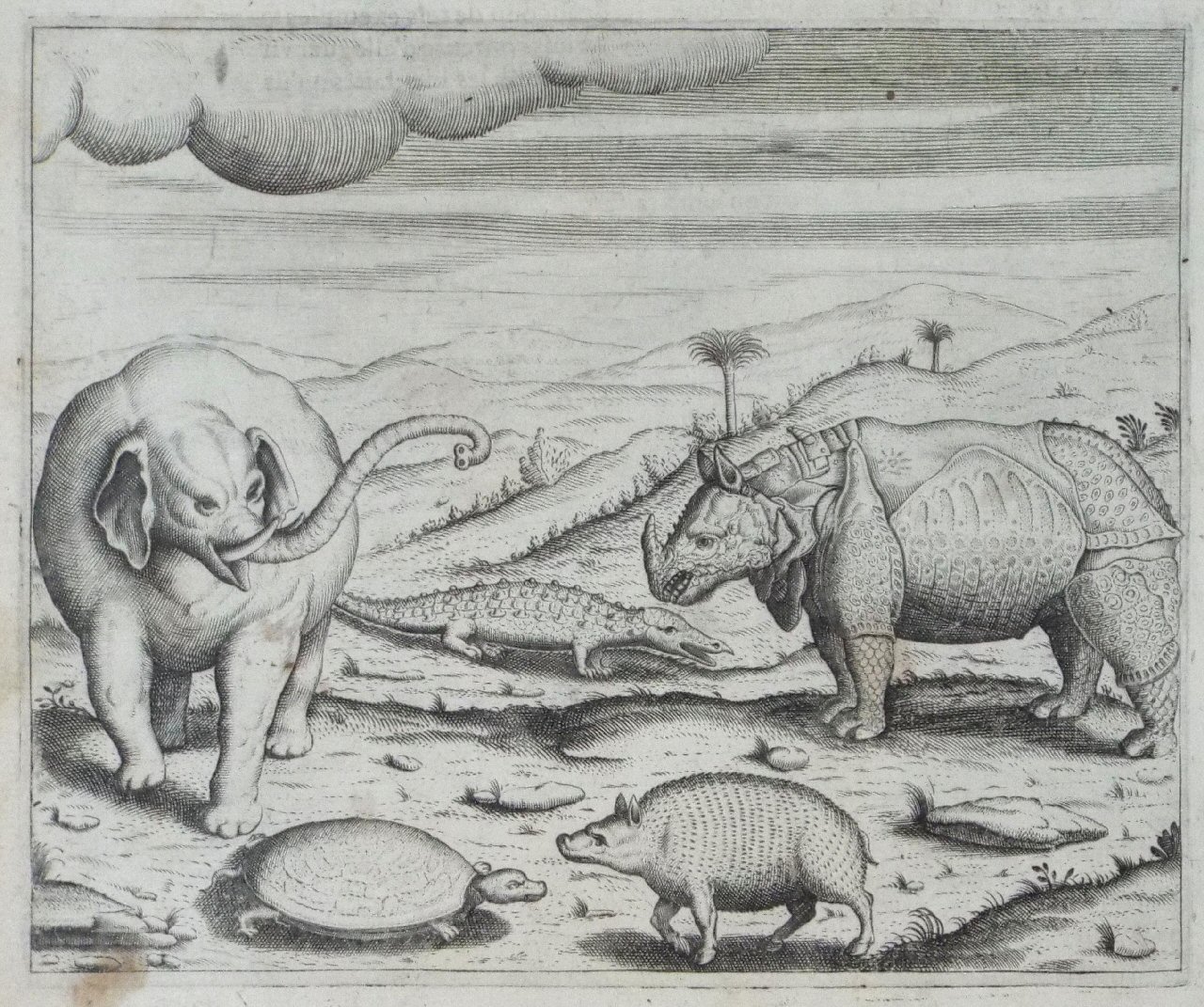 Print - Figure de l'Elephant et du Rhinocerus - De
